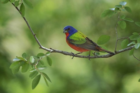 Painted Bunting