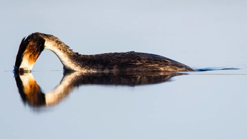 Great crested grebe