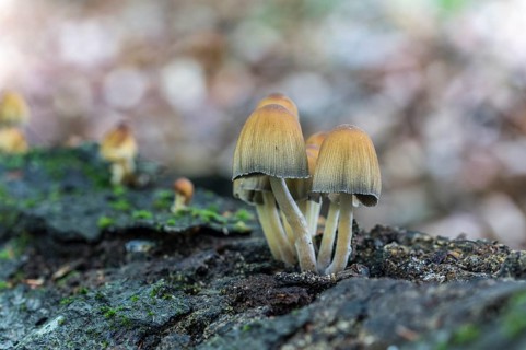 Mica cap