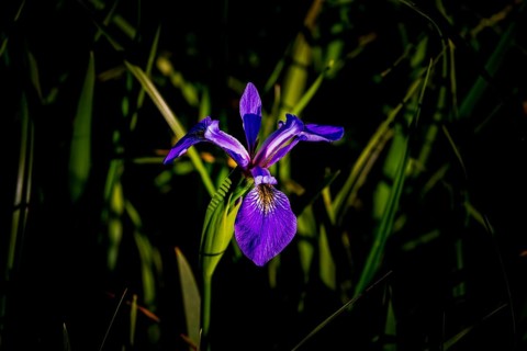 Wild flower