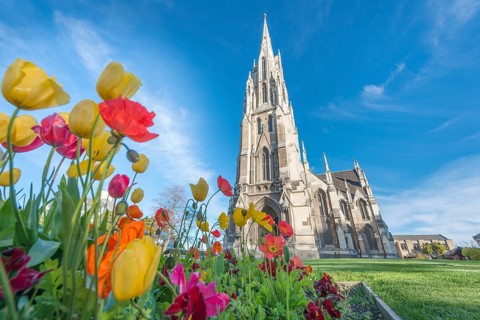 Tulips blooming in front of First Church of Otago