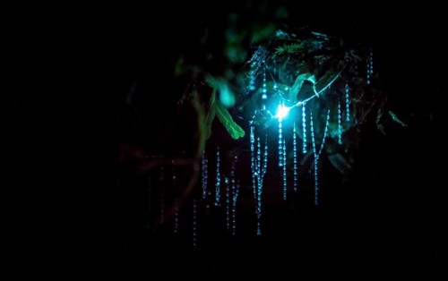Bioluminescence