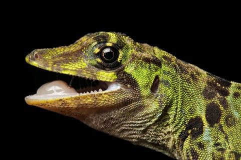 First Anole