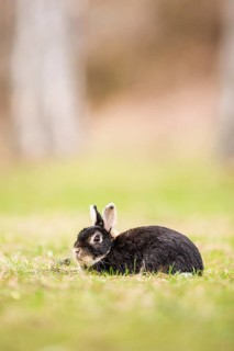 Wild rabbits