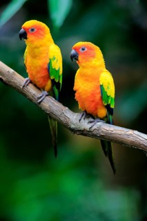 Sun conure