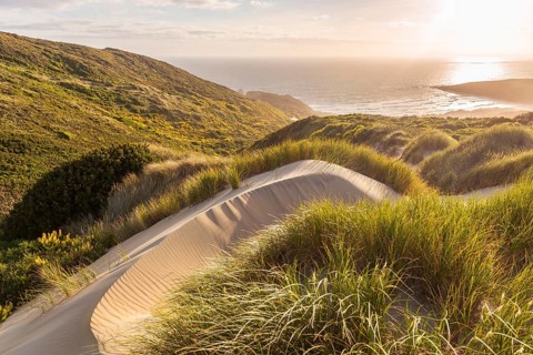 Lush sand dunes