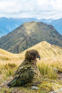 Mountain parrot