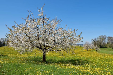 Flowering cherry tree