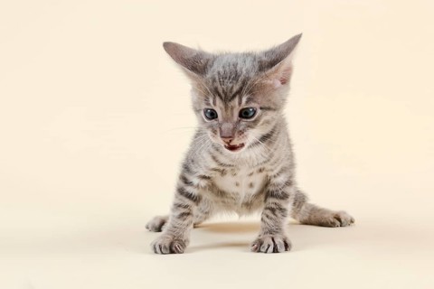 Toyger