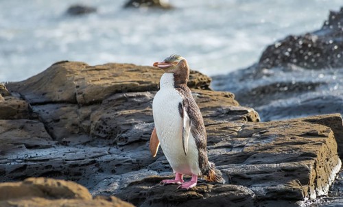Yellow-eyed penguin