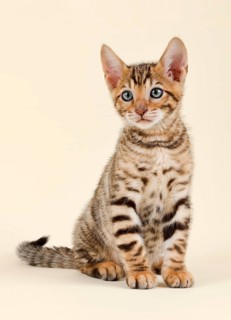 Pedigree cat Toyger