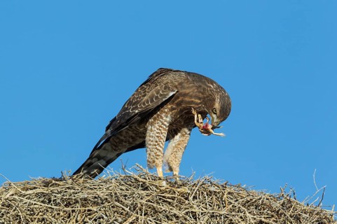 Pale Chanting Goshawk