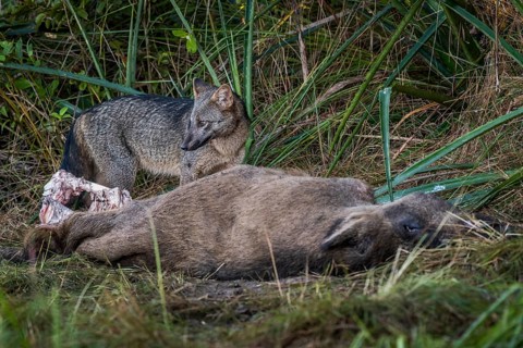 Hoary fox