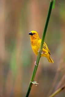 Eastern Golden Weaver