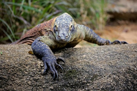 Komodo dragon
