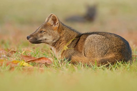Crab-eating foxes