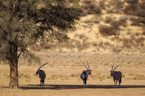 Gemsboks