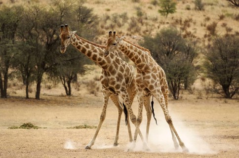 Southern Giraffe