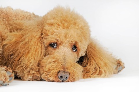 Large poodle