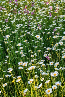 Sea of blossoms