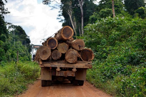 Trucks loaded with tree trunks