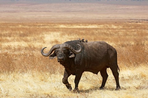 Cape buffalo
