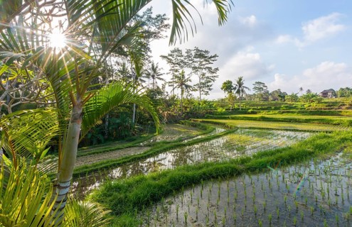 Rice terraces of Jatiluwih