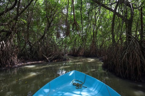 Boat ride through mangrove forest