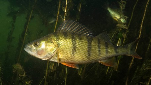 European perch
