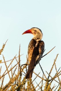 Red-billed hornbill