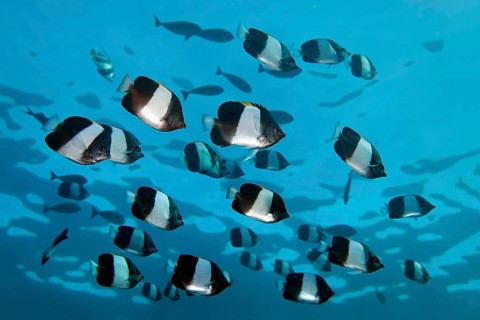 Swarm Brown-and-white butterflyfish