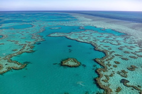 Coral Reef