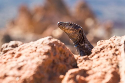 Tenerife Lizard