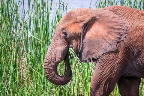 African Elephant
