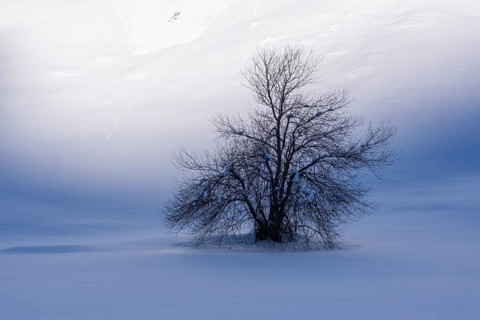 Winter landscape with bush