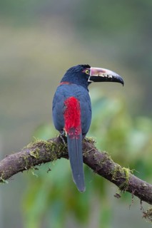 Collared aracari