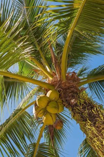 Coconut palm with coconuts