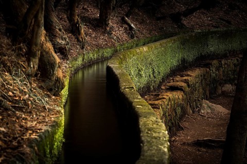 Levada water channel in the rainforest