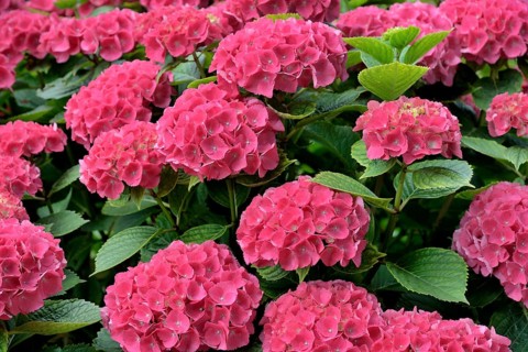 Hydrangea