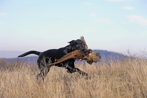 Labrador Retriever