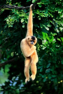 Southern Yellow-cheeked Crested Gibbon