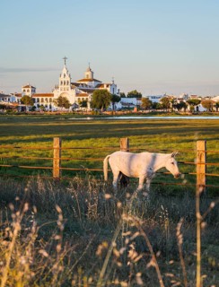 White horse