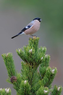 Eurasian bullfinch