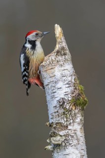 Middle spotted woodpecker