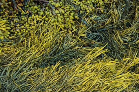Various marine algae