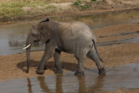 African bush elephant