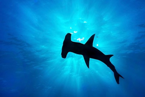 Great hammerhead
