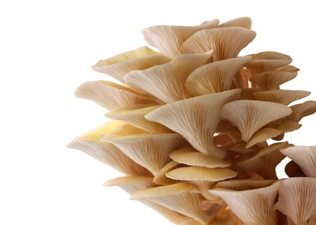 Golden oyster mushrooms