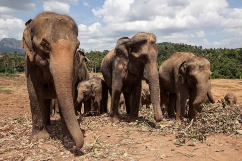 Asian elephants