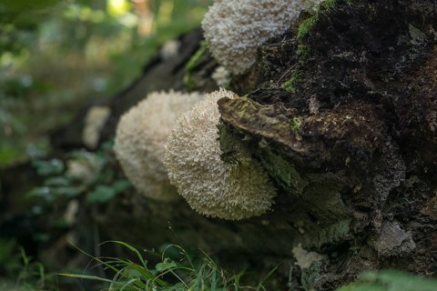 Bear's head